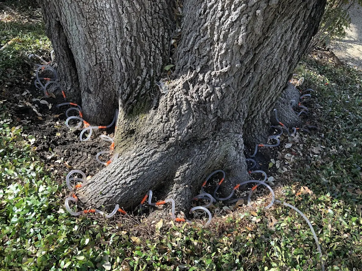 Detailed Tree Cabling and Bracing job site in Huntertown
