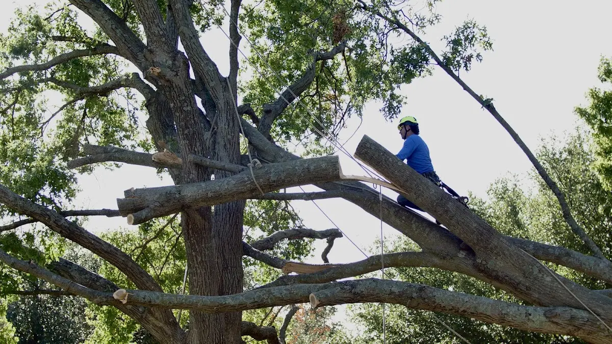 Professional Hazardous Tree Removal performed by certified arborists in Huntertown